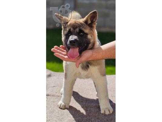 PoulaTo: American Akita, υψηλής ποιότητας κουτάβια